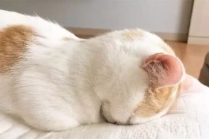 猫咪赖床想睡觉,但这自闭式睡觉不难受吗?