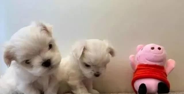 小萌汪找妈妈喝奶,叼着碗转圈圈,狗妈妈站在旁边看戏