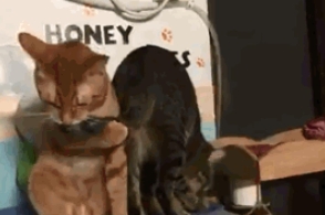 饥不择食的橘猫终于对同伴下嘴了