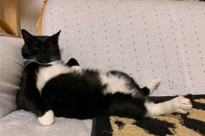 奶牛猫在家闲到葛优瘫,铲屎官却如老母亲般絮叨,猫:空到长毛