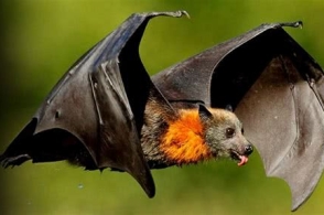 世界上最大的蝙蝠濒临灭绝 遭到人类广泛捕杀