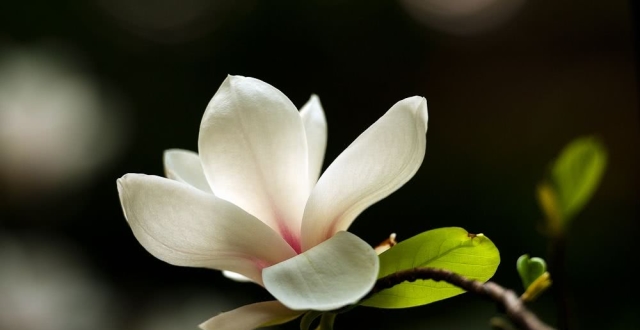 拍摄技巧:如何拍摄好看的花卉照片?