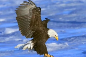 世界上最大的老鹰,翅膀长达两米,至今还没有天敌唯独人类