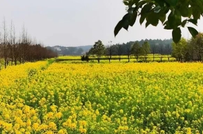 油菜花盛开!长沙逾50万亩基地等你来