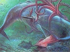 深海巨鱿 世界上最大的鱿鱼—大王酸浆鱿