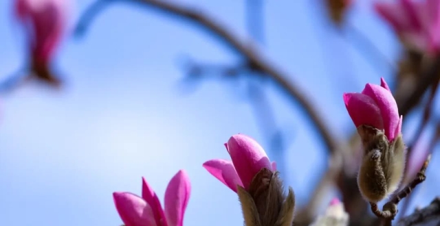 春韵—百灵婉转唤春来,一树梅花应韵开