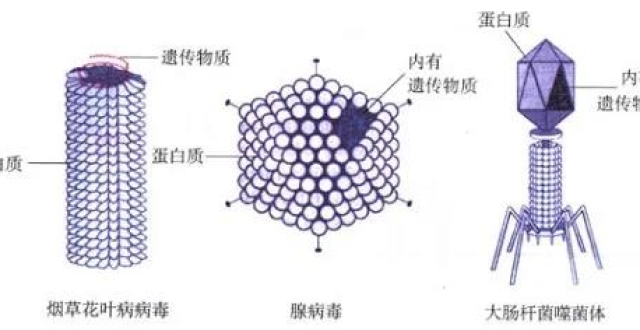 病毒快速诊断试剂盒,生物学知识?检测方法原理你知道吗