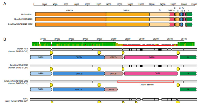 新冠病毒在早期进化中382nt的基因缺失突变可能是适应人类宿主的结果