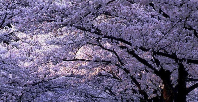 又到樱花季,武汉大学的樱花都开啦,美不胜收的樱花雨你见过么?