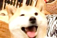 搞笑一组汪星人doge表情包,献媚讨好