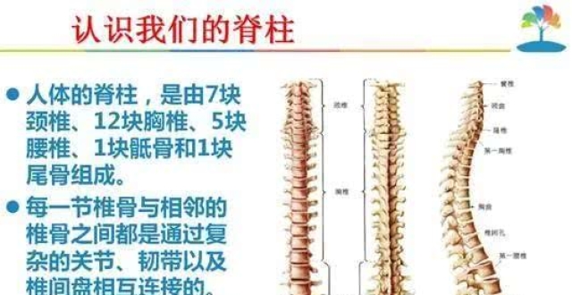 教你1个夹脊法,拉伸膀胱经,脊椎更健康!