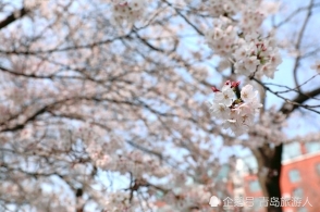 尝一口樱花的味道,这个春天才完整|美食情报