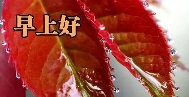 4月5日早上好最棒问候表情祝福语录 清晨最美祝福美图