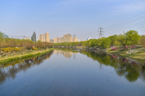 北京奥林匹克森林公园北侧的清河两岸开花了,市民下班休闲好去处