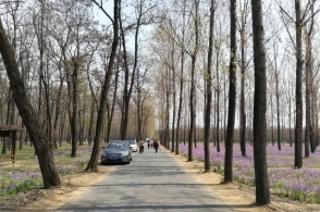 河南民权:申甘林带花海醉游人