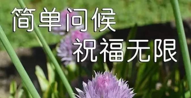 4月10日超级暖心早上好鲜花动态祝福图片,清晨早安问候祝福语温馨句子