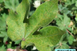 棉花立枯病发生与防治建议