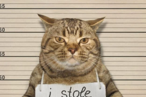 泰国警方逮捕小猫,各国网友纷纷p图,最后竟发现入狱可能是假的