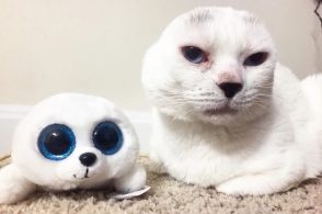 猫咪也有"秃头"烦恼,越秃越爱你,这种情况要注意!