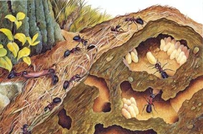 梦境交织,我梦见爸爸重获新生,身上却爬满了蚂蚁 梦境交织,我梦见爸爸重获新生,身上却爬满了蚂蚁