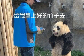 成都大熊猫核酸检测结果均为阴性,不用戴口罩