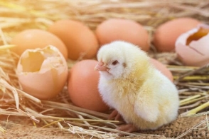 小鸡孵化效果的检查与分析