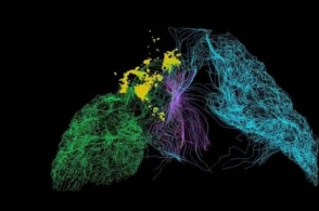 科学家绘制出了心脏神经元的第一张三维地图图片