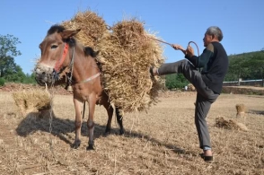 河南68岁农村老人的麦收,人工割骡子驮,不种粮食心里不踏实