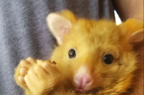 不敢动 不敢动#仓鼠和猫