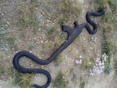the big black snake swallows an assault rifle strange photos went viral on the internet and the mystery has not been solved yet daydaynews