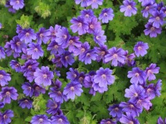 6月30日 7月2日星座運勢 雙子人緣不錯 獅子量力而行 摩羯謙虛謹慎 天天要聞
