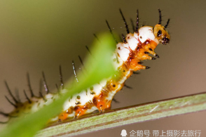 镜头下的虫生百态,这组毛毛虫照,居然还很有艺术