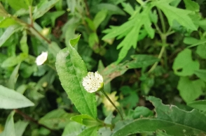 图说系列3:白花磨蜞草,早莲草.养肝益肾,凉血止血药