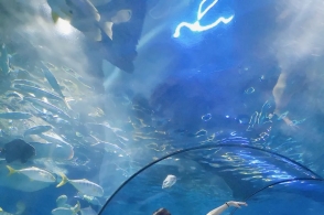 在蓝色海洋梦幻深处拍了拍南京海底世界