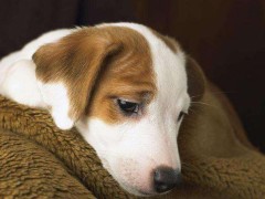 犬貓絕育的術前準備和術後注意事項 天天要聞