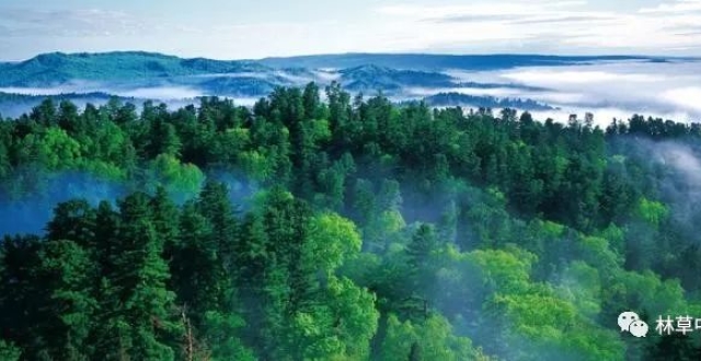中国林学会：发布十大林草科学问题和工程技术难题腾讯新闻 