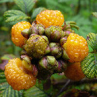 《云南方言》农村小伙搞笑视频第19集