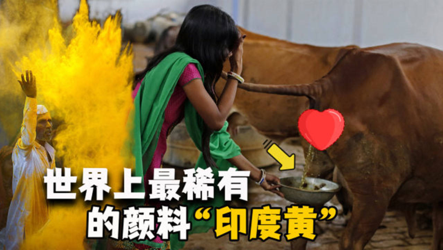 从牛尿里提取的"印度黄,如此重口的颜料,如今已禁止生产