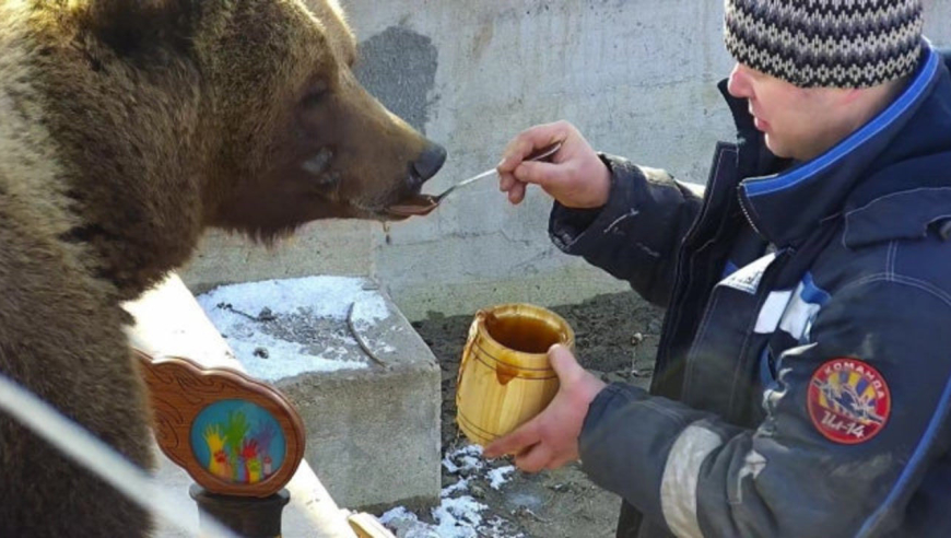 "熊爹"喂棕熊吃蜂蜜,熊孩子还会用勺吃呢