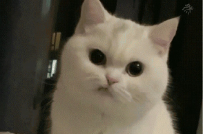 表情包丨微信炸弹表情包