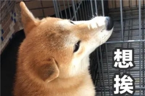 幽默搞笑表情包小妹妹处对象吗