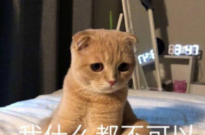 女生会中意的沙雕表情包