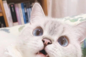 壁纸 动物 狗 狗狗 猫 猫咪 小猫 桌面 295_195