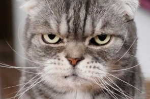 可爱表情包小猫咪能有什么坏心思呢