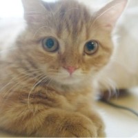 熊孩子跳水失败搞笑视频