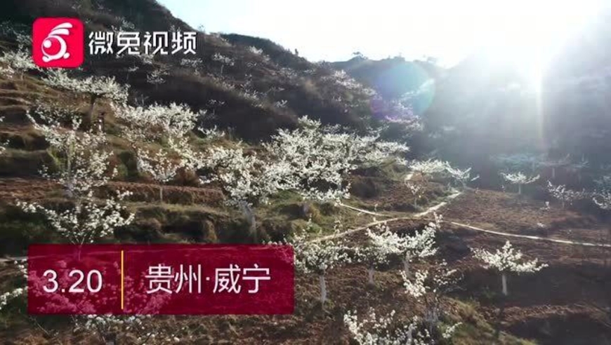 忽如一夜春风来,千树万树梨花开!威宁600余亩梨花园迎来赏花游客