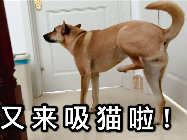 田园犬又是吸猫的一天!开心的直挠肚子,狗子:快开门啊!