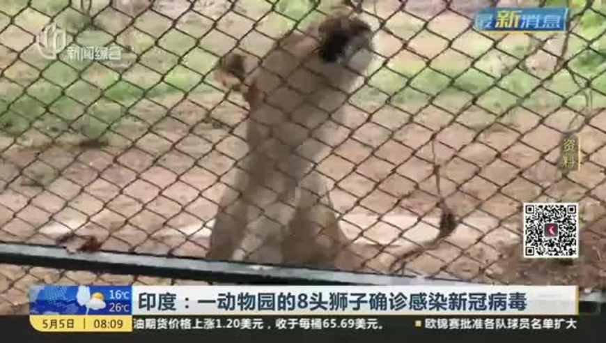 印度:一动物园的8头狮子确诊感染新冠病毒