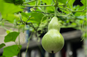 苦葫芦瓜