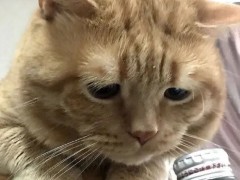 表情包|小猪宝